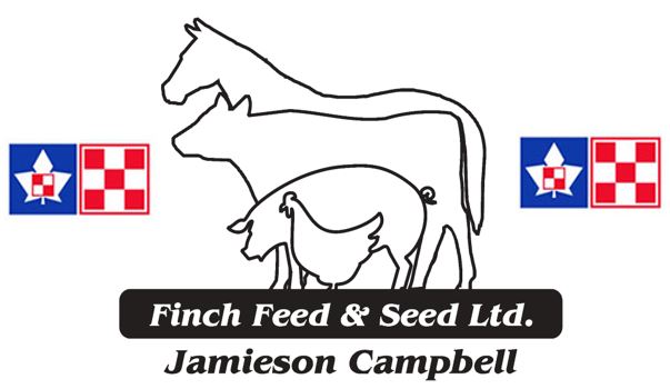 finch-feed